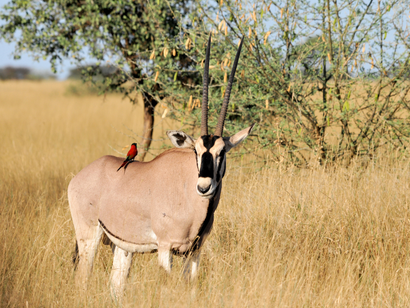 Jagd in Namibia